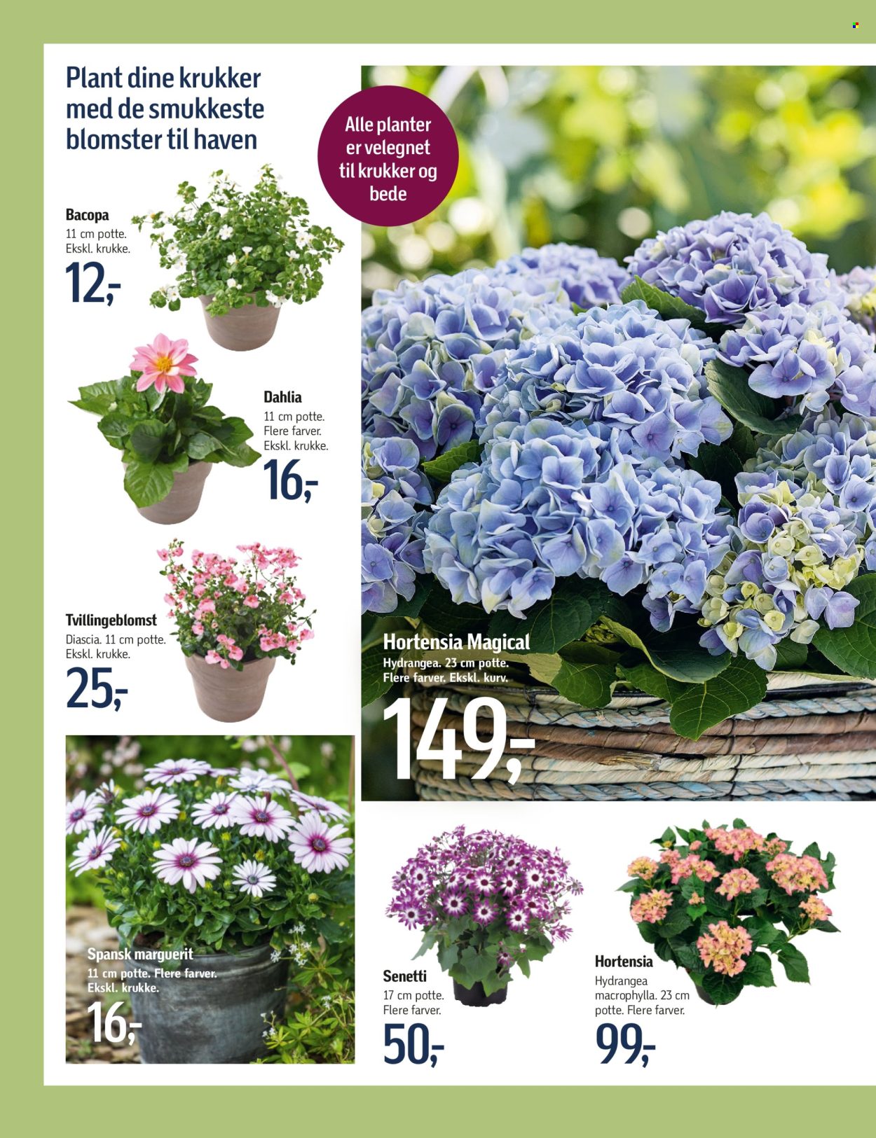 thumbnail - føtex tilbud  - 12.4.2024 - 16.5.2024 - tilbudsprodukter - kurv, potte, hortensia, dahlia, planter. Side 2.