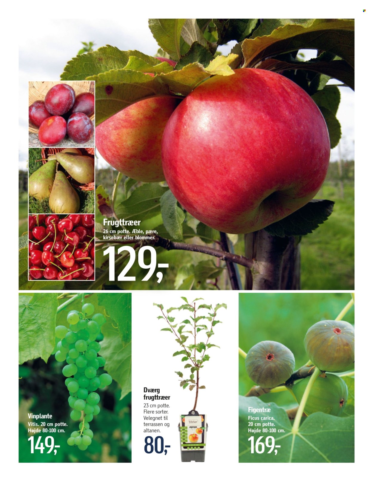 thumbnail - føtex tilbud  - 12.4.2024 - 16.5.2024 - tilbudsprodukter - blomme, kirsebær, potte. Side 10.