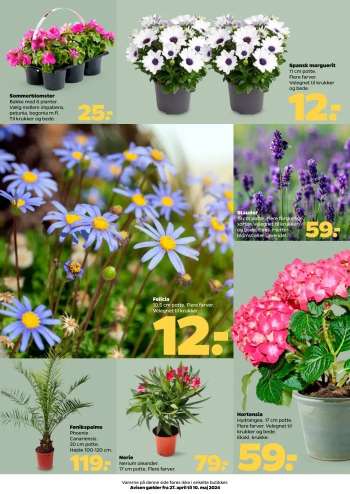 thumbnail - Blomster og planter