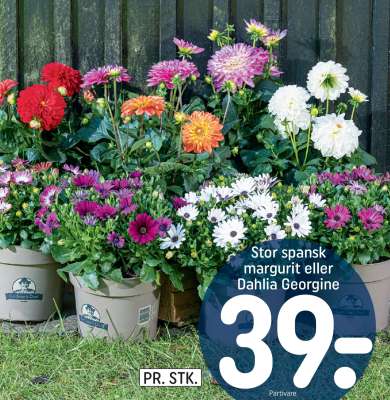 Stor spansk margurit eller Dahlia Georgine