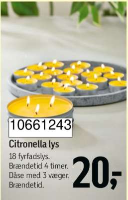 Citronella lys