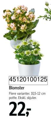 Blomster