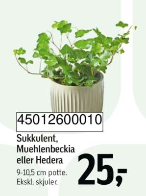 Sukkulent, Muehlenbeckia eller Hedera