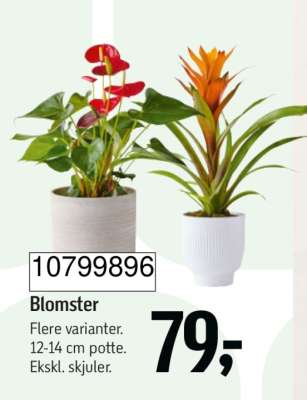 Blomster