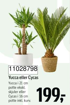 Yucca eller Cycas