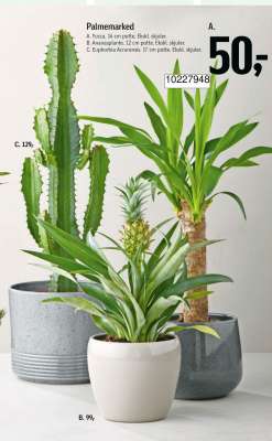 Yucca