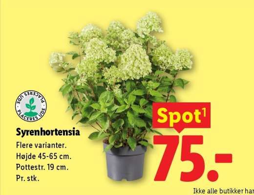 Syrenhortensia