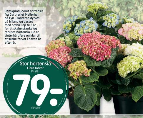 Stor hortensia