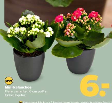 Mini kalanchoe