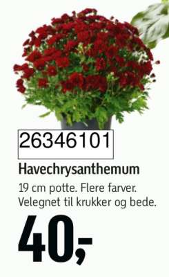 Havechrysanthemum