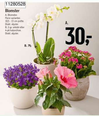 Blomster