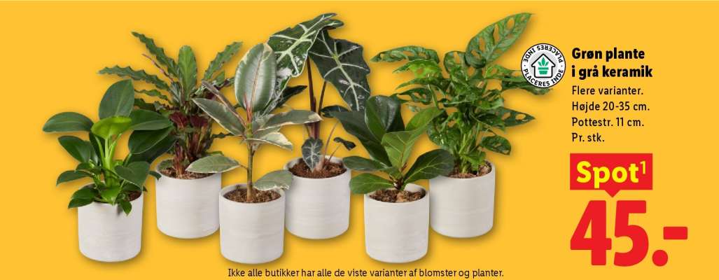 Grøn plante i grå keramik