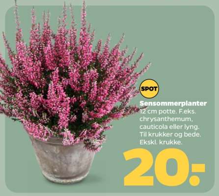 Sensommerplanter