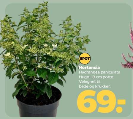Hortensia