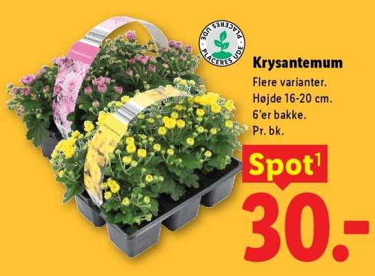 Krysantemum