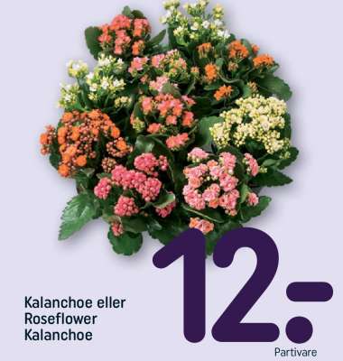 Kalanchoe eller Roseflower Kalanchoe