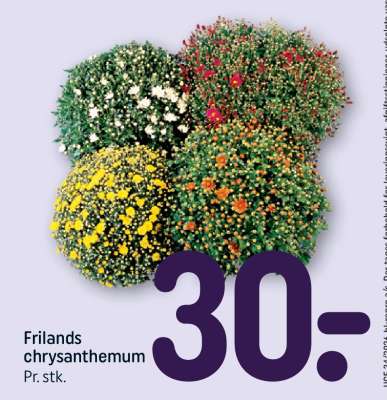 Frilands chrysanthemum