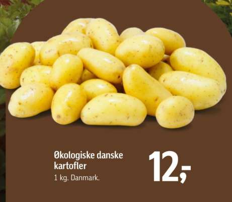 Økologiske danske kartofler