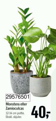 Monstera eller Zamioculcas