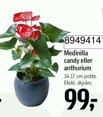 Medinilla candy eller anthurium