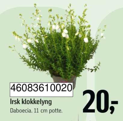 Irsk klokkel yng