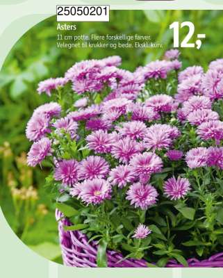 Asters