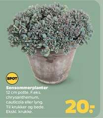 Sensommerplanter