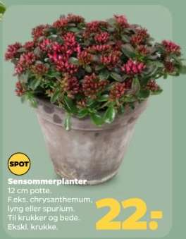 Sensommerplanter