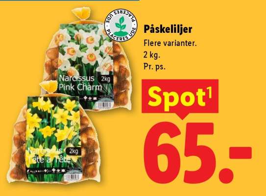 Påskeliljer