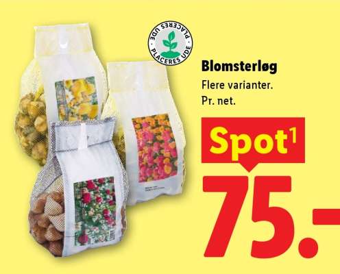 Blomsterløg