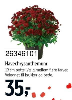 Havechrysanthemum