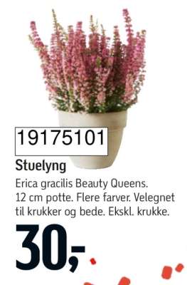 Stuelyng