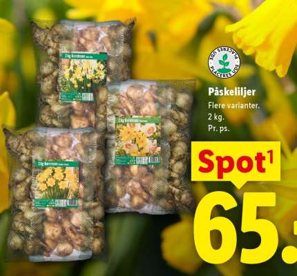 Påskeliljer