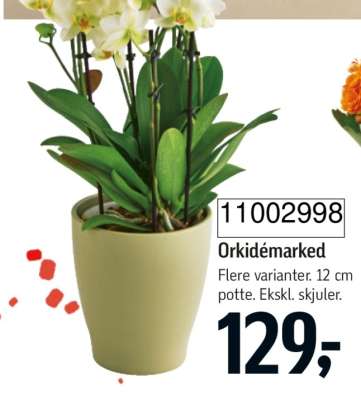 Orkidémarked