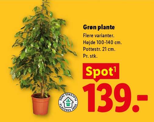 Grøn plante